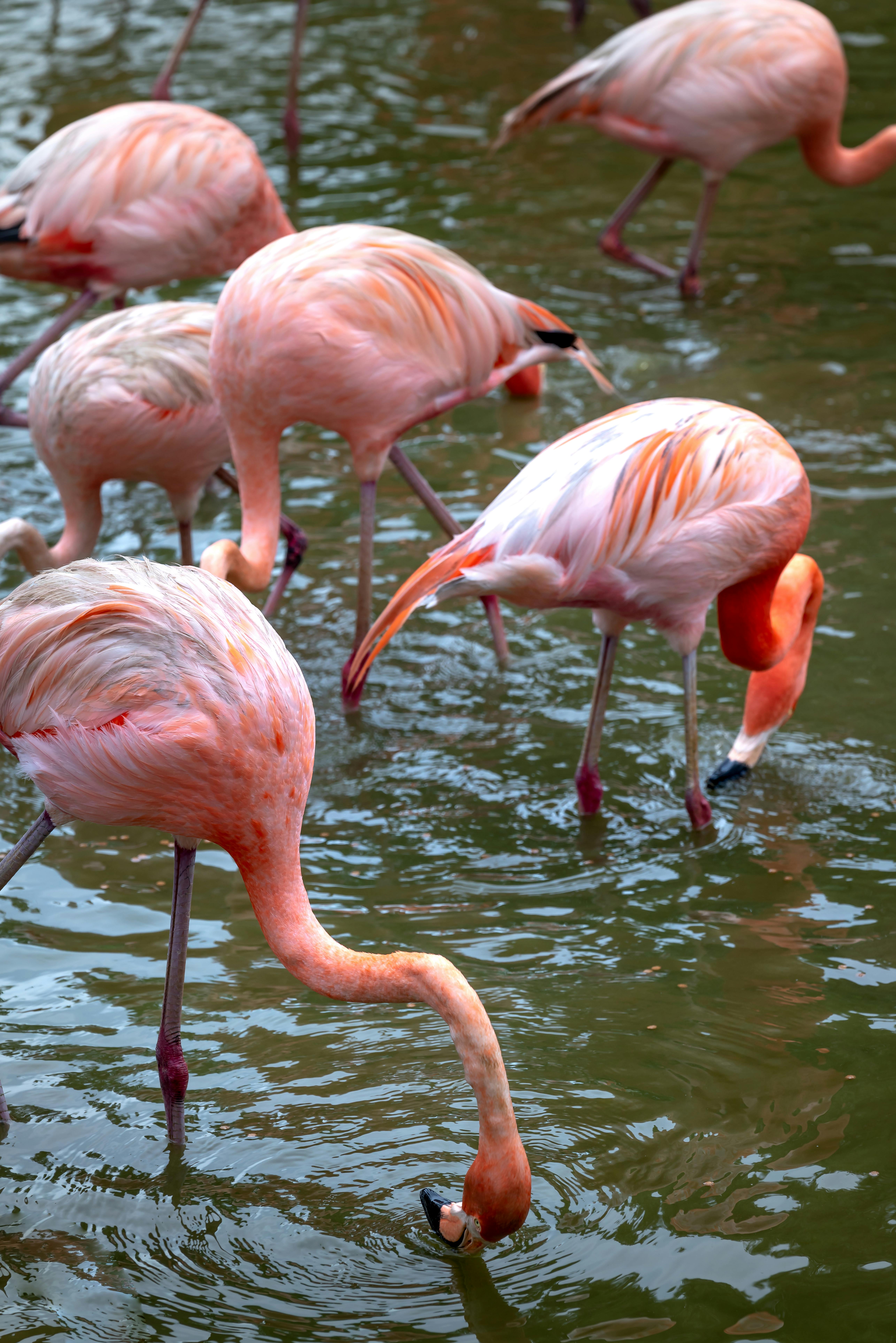 Bundala birding