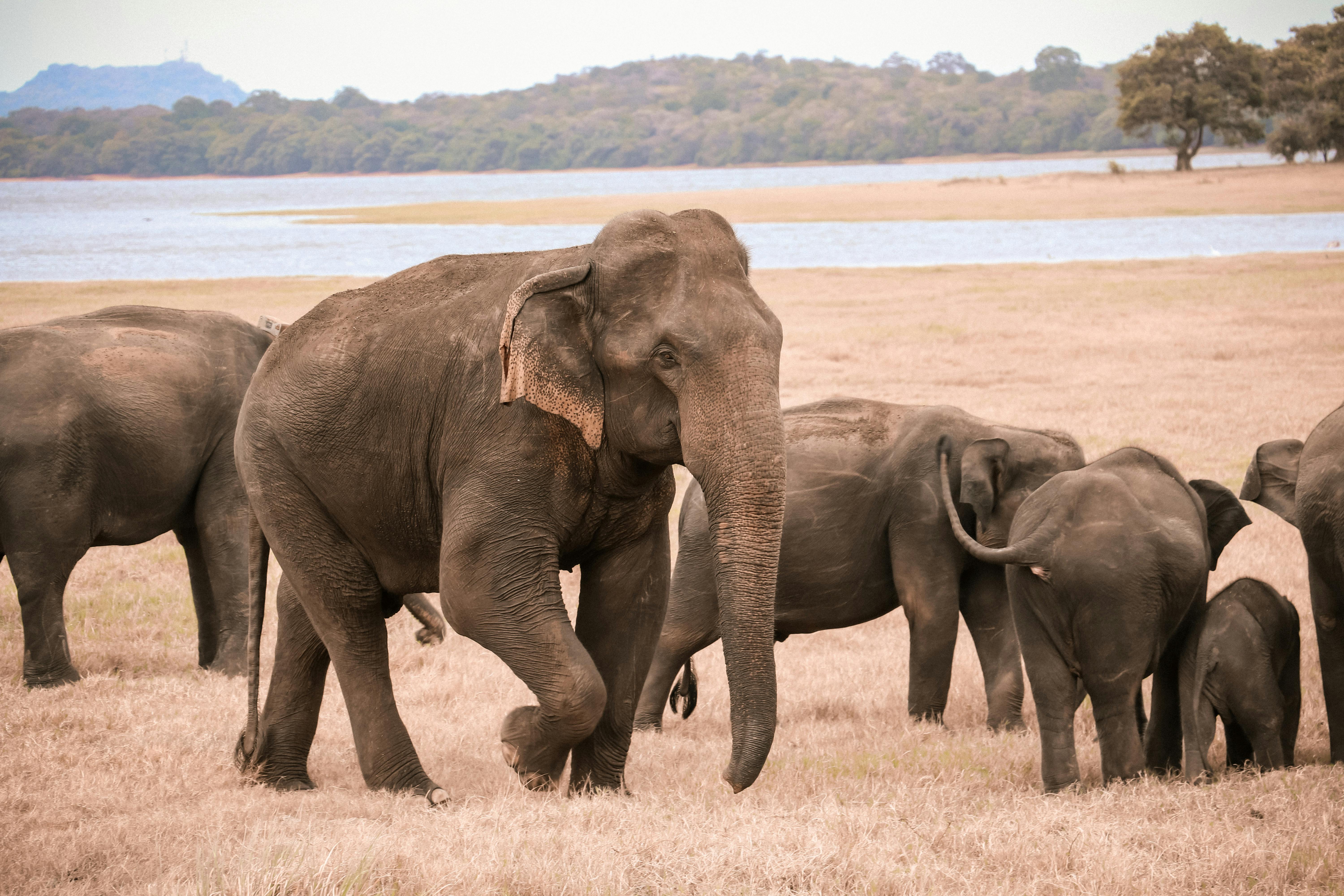 Udawalawe safari