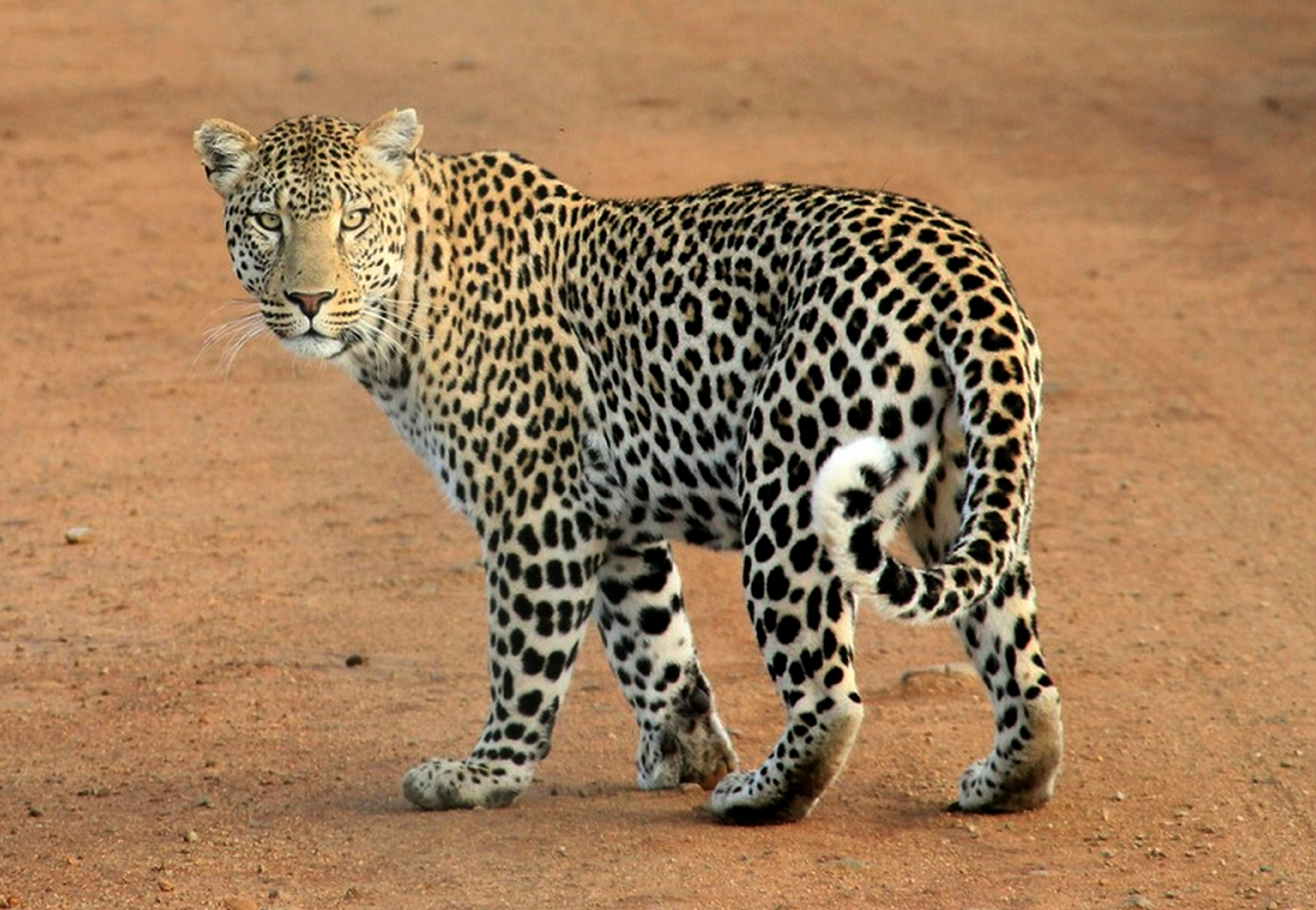 Yala safari
